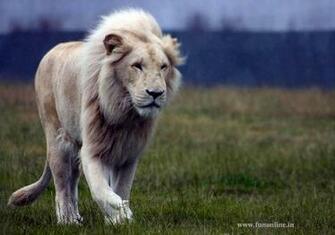 HD Wallpaper Cool Lion X Kb Jpeg