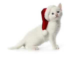 Wallpaper Kitten Cat New Year Christmas Simple Desktop
