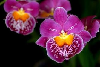 Miltonia Orchid Or The Talking Flowers Guillaume Paumier
