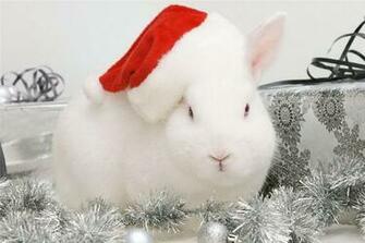 Christmas Bunny Wallpaper