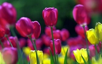 Tulips Flowers Wallpaper