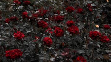 Red Roses Garden Leaves Wallpaper For Laptop