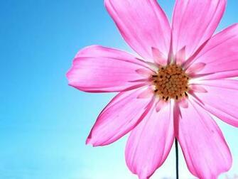 Background Animal Life Flowers Creeping Daisy Wallpaper