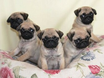 Pug Wallpaper Screensaver Background Cute Puppies