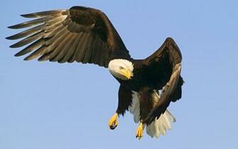 Eagle Hawk Wallpaper Animal Literature
