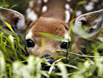 Beautiful Wallpaper Deer