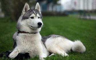 White Siberian Husky Puppy Wallpaper