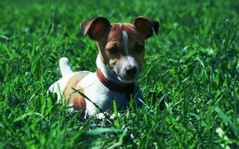 Jack Russel Terrier