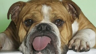 These Dog Wallpaper And Make A Better Decision When Getting