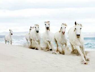 Horses On Beach Wallpaper