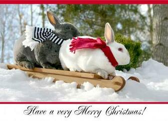 Christmas Cards Bunny Buddies Sledding