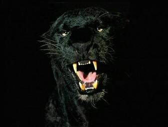 Black Jaguars Animal Wallpaper