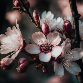 Flowers Wallpaper HD iPad 4k 5k And Background