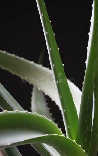 Aloe Vera Plant On Black Background With Curved Leaves And