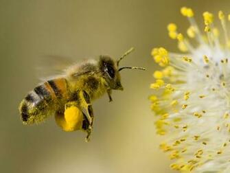 Hovering Worker Bee Collecting Pollen Background