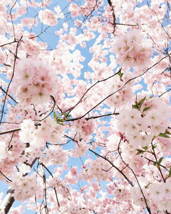 Pastel Pink Aesthetic Wallpaper