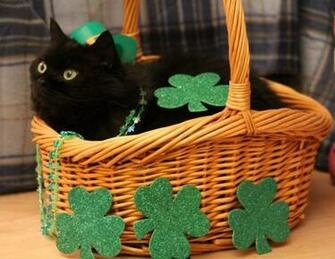 St Patrick S Day Cat Wallpaper 364si4e Jpg Picserio