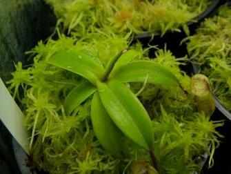Nepenthes Macfarlanei Photos