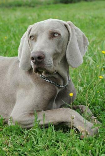 Weimaraner Size The Dog Wallpaper Best