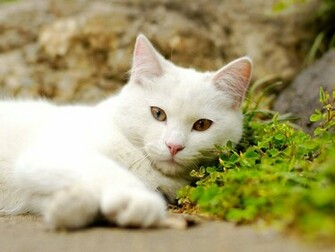 High Definition Wallpaper Cat