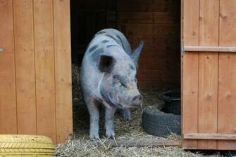 All New Pix1 Pig Wallpaper