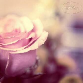 Vintage Background Rose Lilz Eu Tattoo De