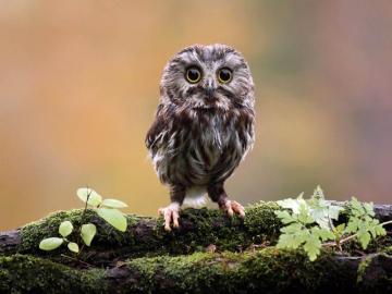 Wallpaper Funny Owl