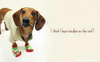 Days Of Cheer Holiday Desktop Wallpaper Ammo The Dachshund