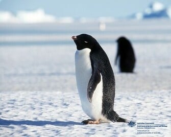 Penguins Cute Animals And Beautiful Photos