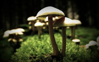 Mushrooms Wallpaper High Quality