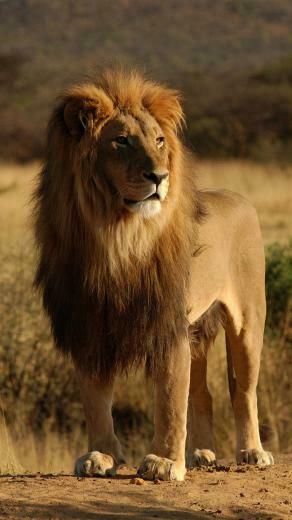 African Lion iPhone Wallpaper HD For