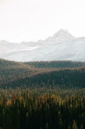 Aerial Photography Of Tall Trees With Snowcovered Mountain