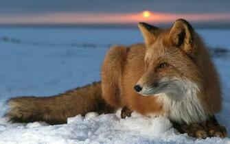 Red Foxes Wallpaper Fun Animals Wiki Videos Pictures