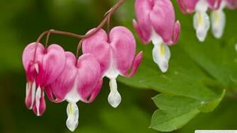 Bleeding Heart Flowers HD Wallpaper Res
