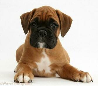 Dog Boxer Puppy Photo Wp38166