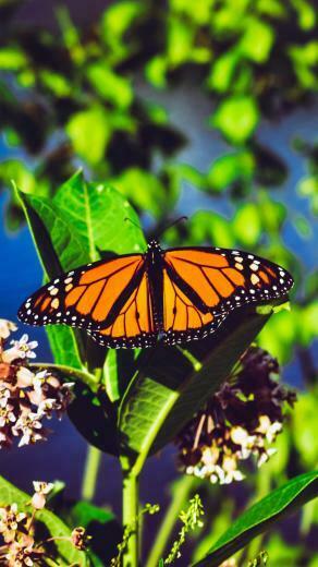 Wallpaper Monarch Butterfly Bright