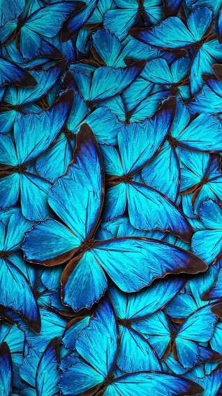 Butterfly iPhone Close Up Photograph Tb5rrtryhp8dmqr1 Wallpaper