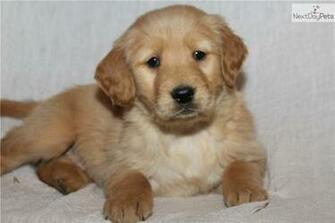 Golden Retriever Puppies Photos