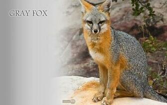 Fox Wallpaper Background For Desktop