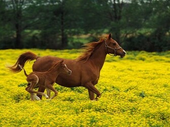 The Wallpaper Background Horse