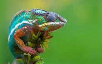 Desktop Wallpaper Of Colorful Lizards Computer