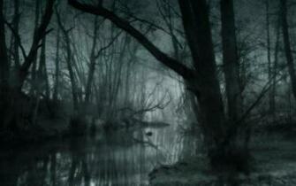 Foggy Forest Wallpaper