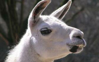 Animals Llama HD Wallpaper Zoo