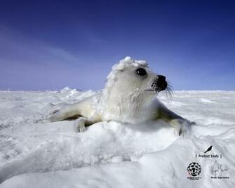 Ringed Seal Wallpaper Desktop