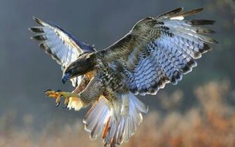 Falcon HD Wallpaper Background