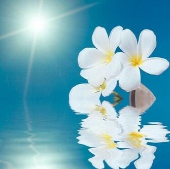 Plumeria Wallpaper