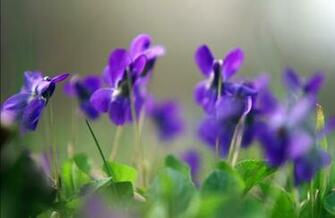 Wallpaper Violets Flowers Purple Plant Macro Spring