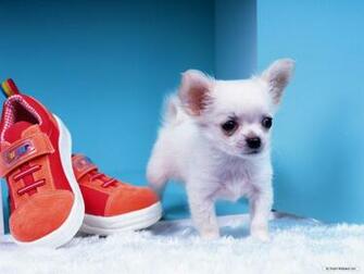 Gorgeous Chihuahua Chihuahuas Wallpaper