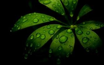 Leaves Wallpaper