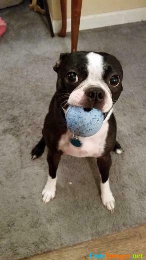 Cute Dog Names Gif Puppy Wallpaper